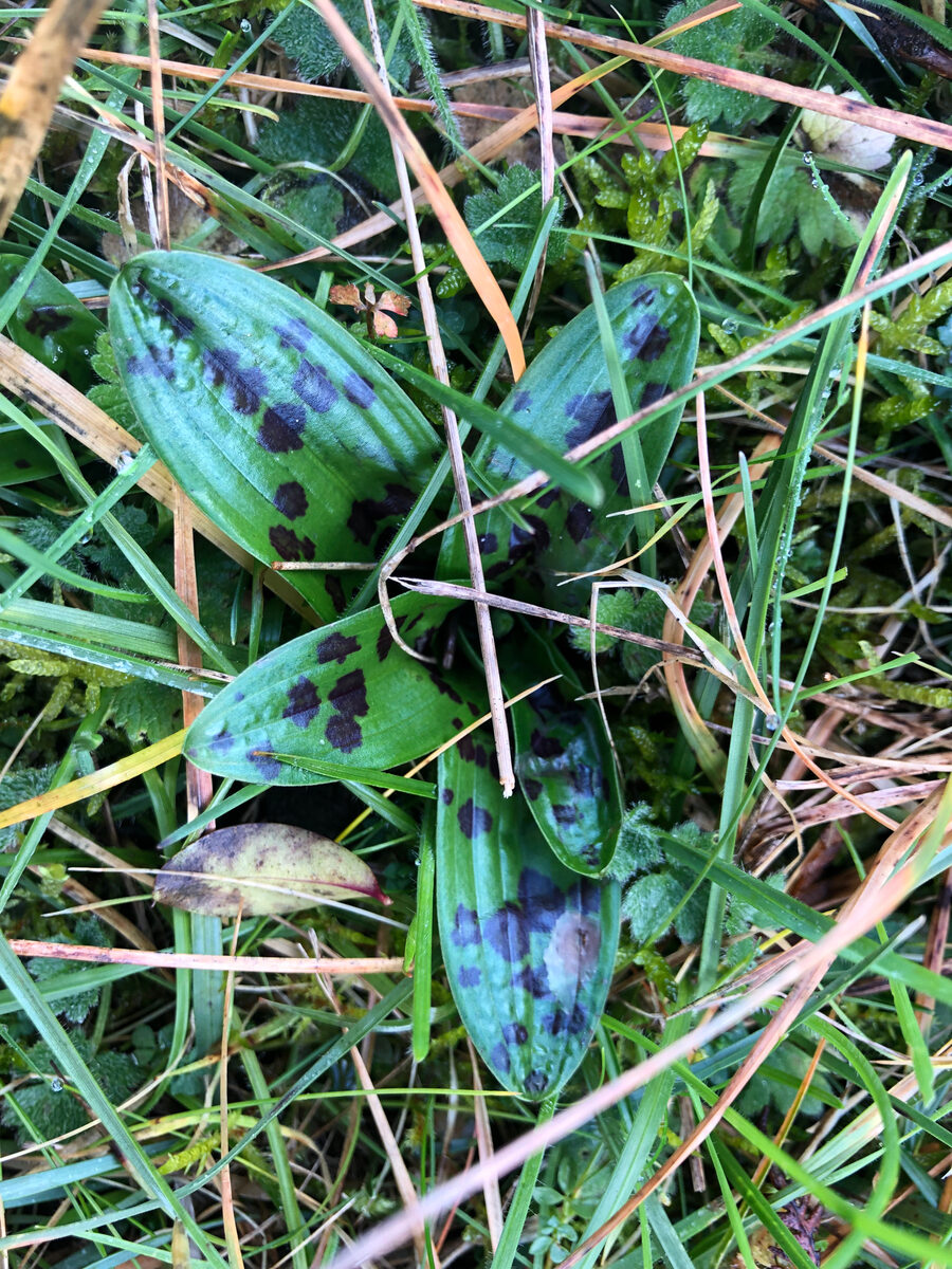 Orchis mascula - (L.)L. (Early Purple Orchis) — photo