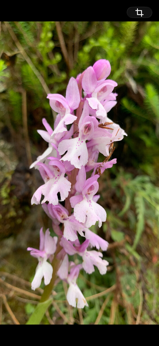 Orchis mascula - (L.)L.