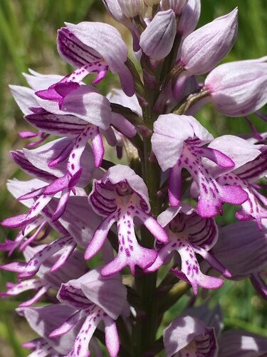 Orchis militaris (Military Orchis) — photo
