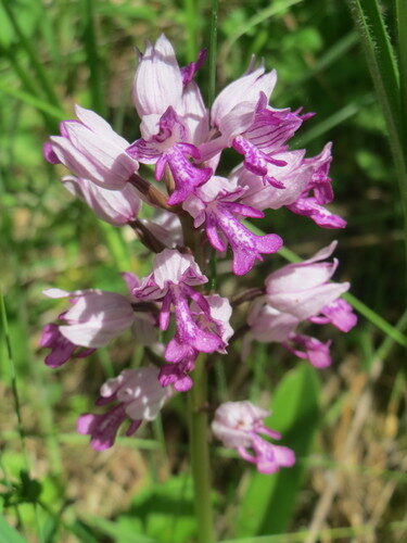 Orchis militaris (Military Orchis) — photo