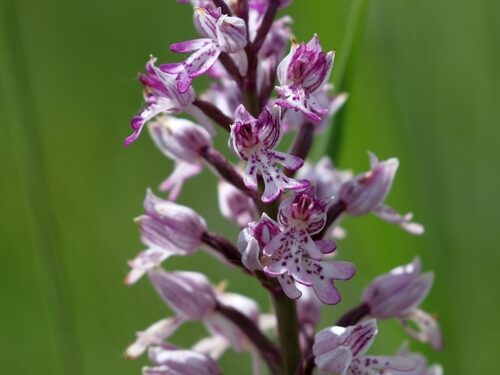 Orchis militaris