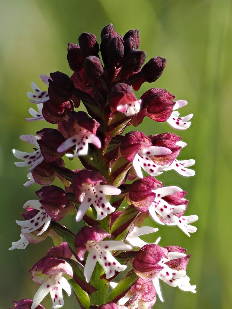 Orchis ustulata (Dark-Winged Orchis) — photo