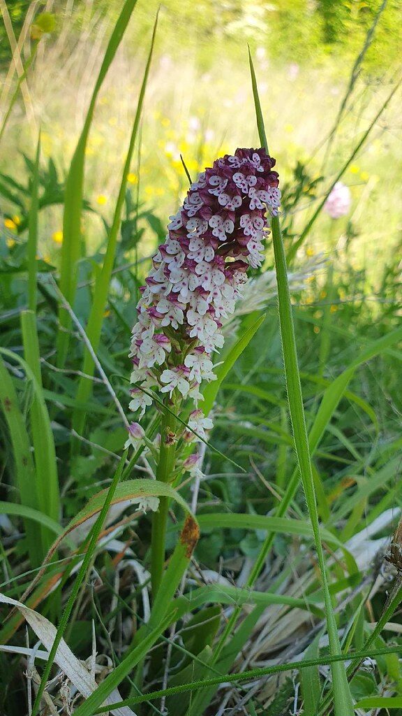 Orchis ustulata (Dark-Winged Orchis) — photo
