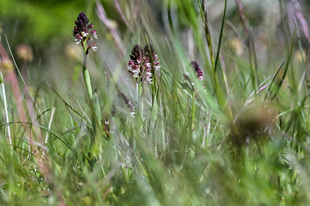 Orchis ustulata