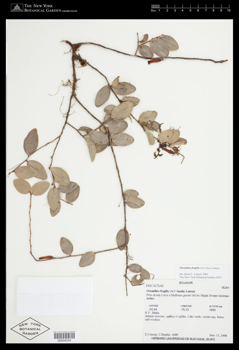 Oreanthes fragilis (Huevo de gallo) — photo