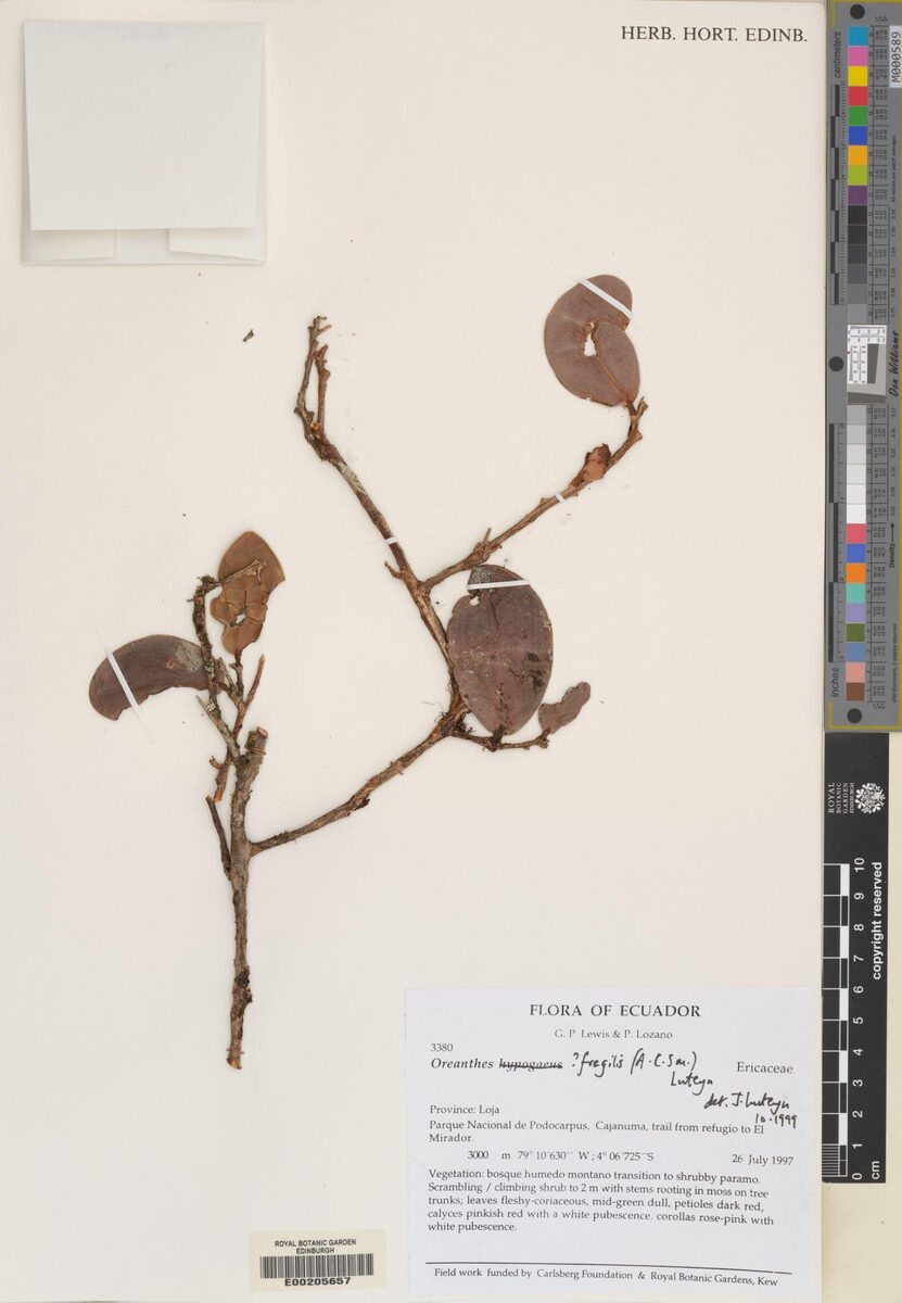 Oreanthes fragilis (Huevo de gallo) — photo