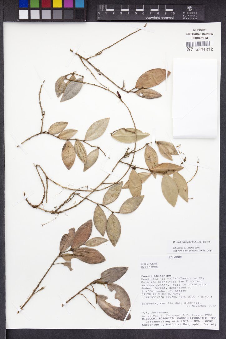Oreanthes fragilis