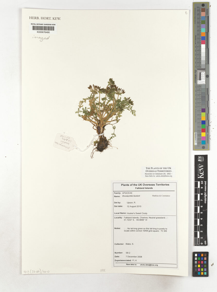 Oreomyrrhis hookeri — photo