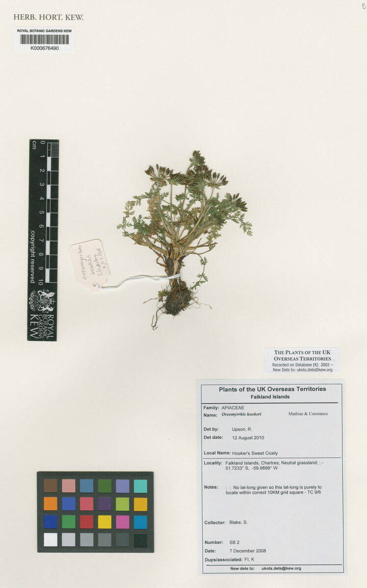 Oreomyrrhis hookeri