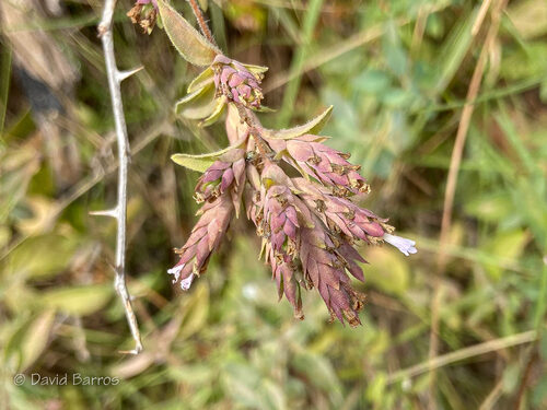 Origanum compactum — photo