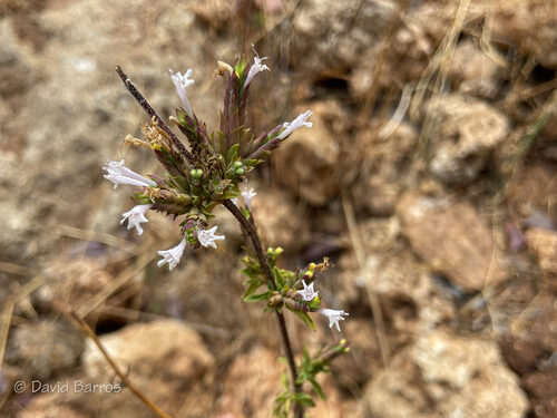 Origanum compactum — photo