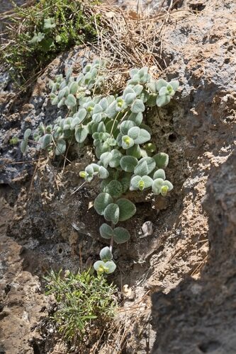 Origanum dictamnus (Dittany Of Crete) — photo