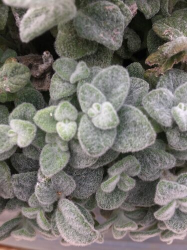 Origanum dictamnus (Dittany Of Crete) — photo