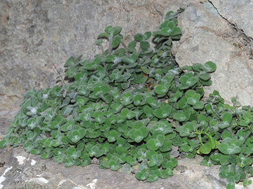 Origanum dictamnus