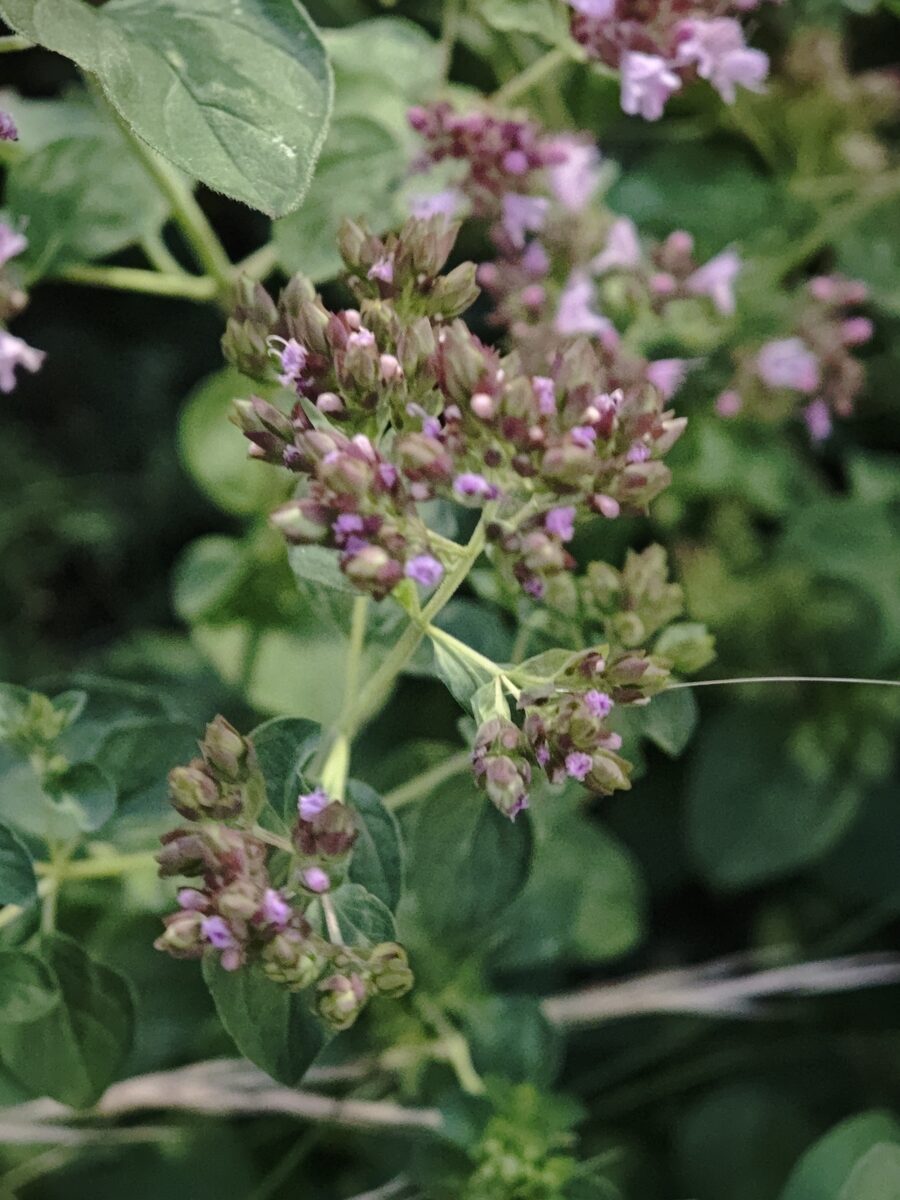 Origanum glandulosum — photo