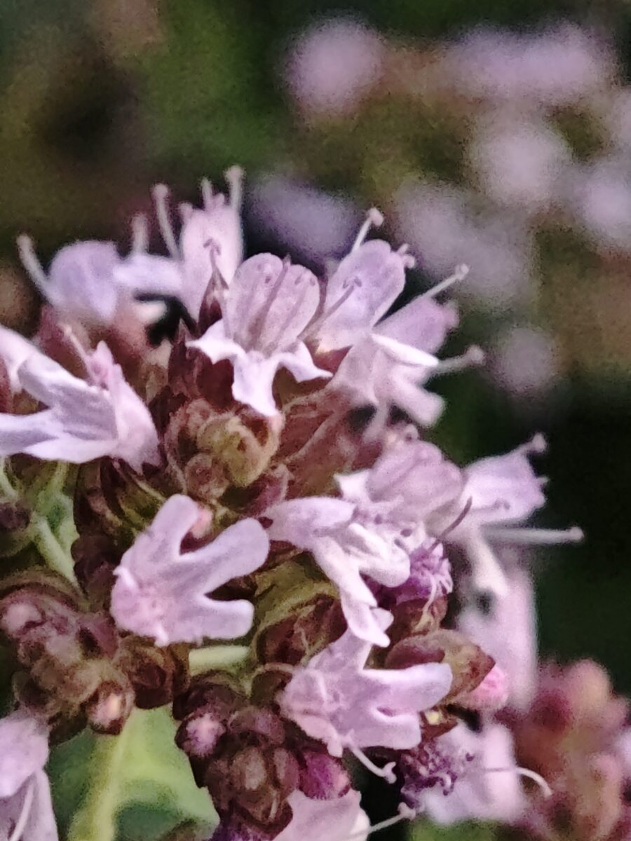 Origanum glandulosum — photo