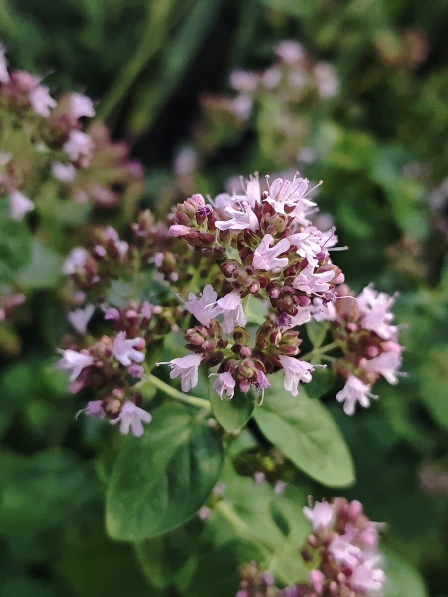 Origanum glandulosum