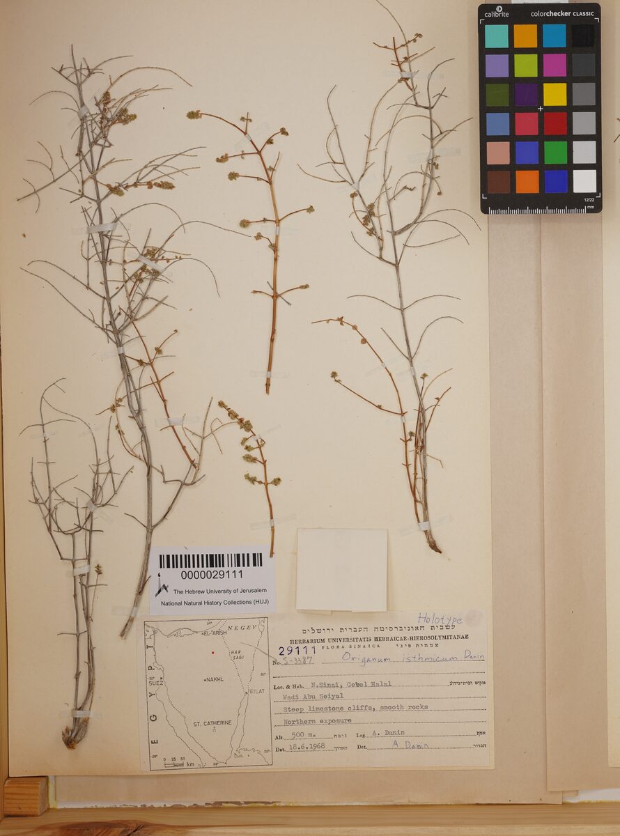 Origanum isthmicum (Za'tar) — photo