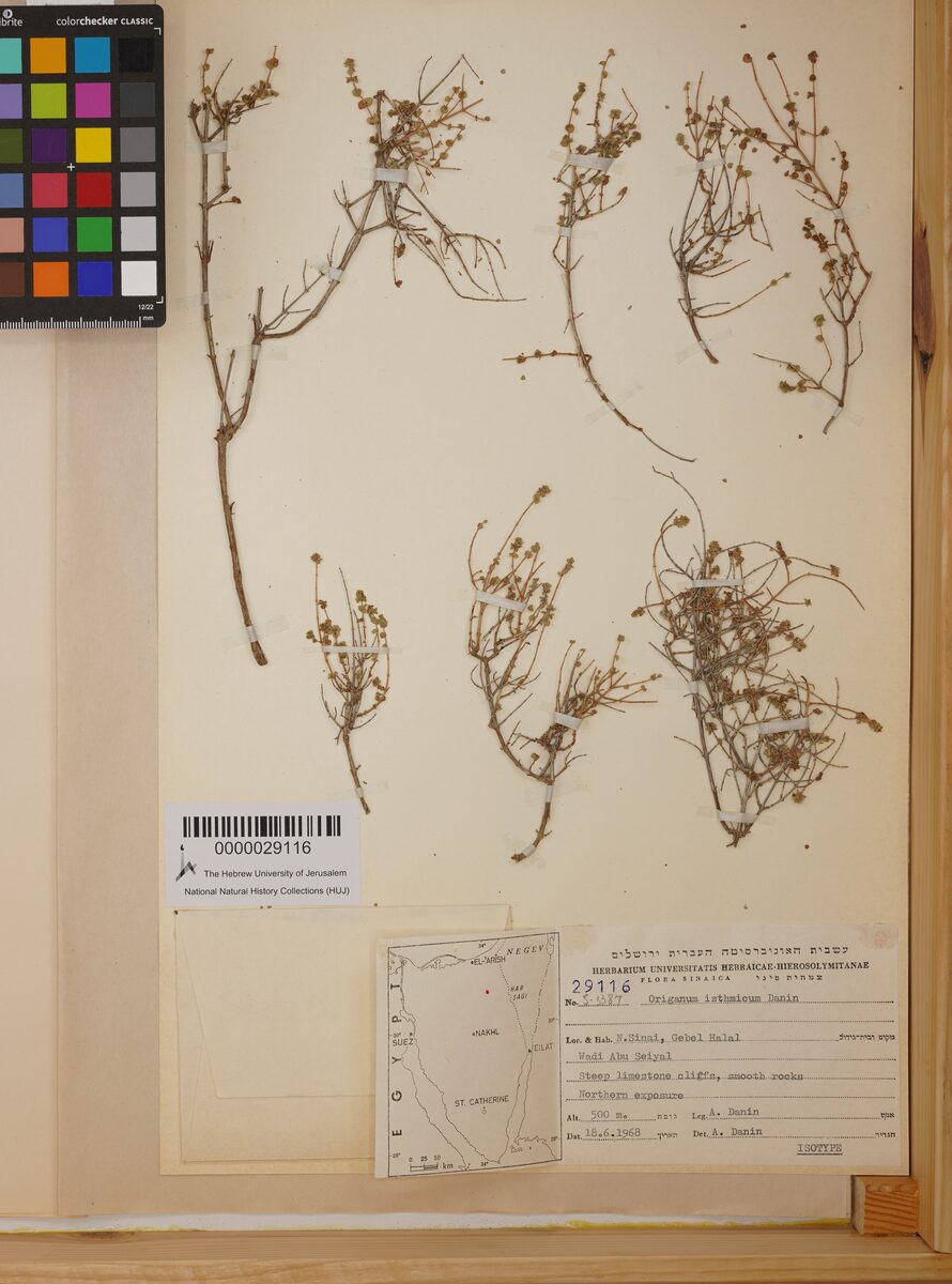 Origanum isthmicum (Za'tar) — photo