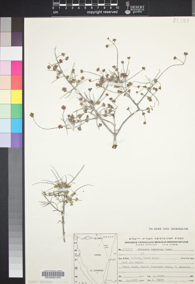 Origanum isthmicum