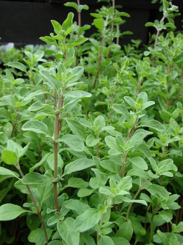 Origanum majorana (Sweet Marjoram) — photo