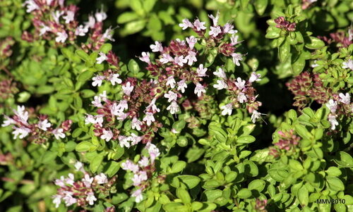 Origanum majorana (Sweet Marjoram) — photo
