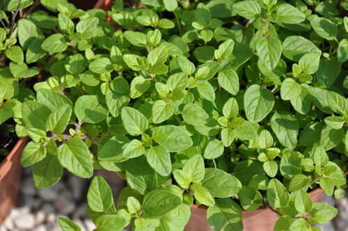 Origanum onites (Pot Marjoram) — photo