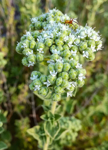 Origanum onites (Pot Marjoram) — photo