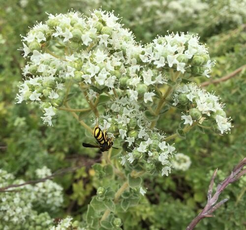 Origanum onites