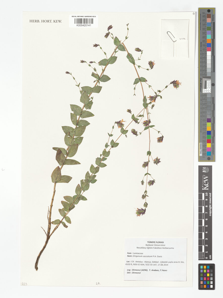 Origanum saccatum — photo