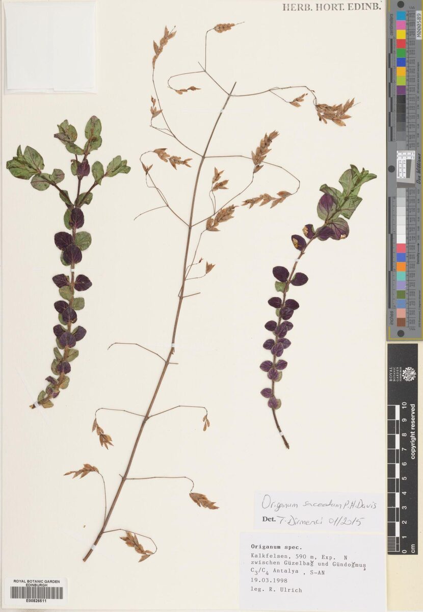 Origanum saccatum — photo