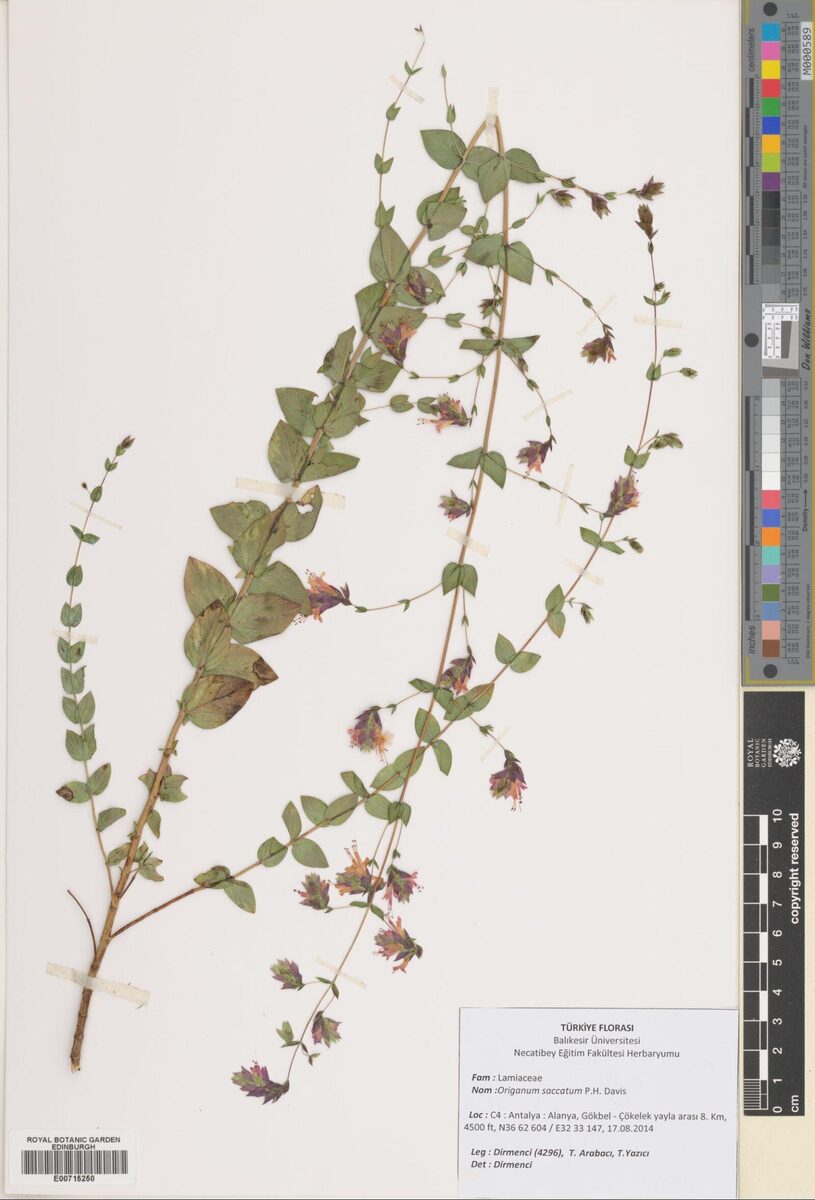 Origanum saccatum