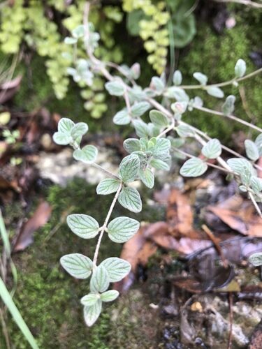Origanum syriacum (Bible Hyssop) — photo