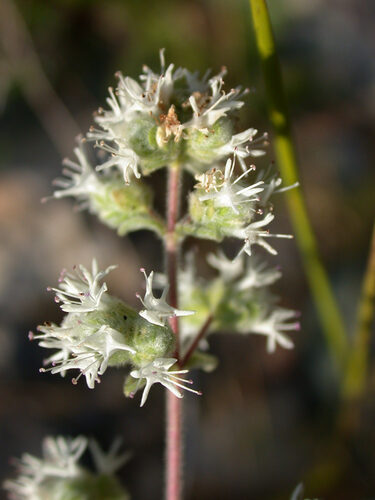 Origanum syriacum (Bible Hyssop) — photo