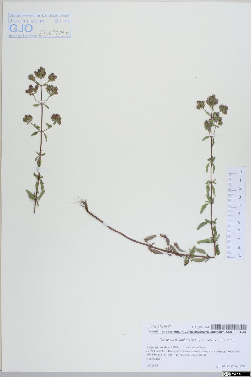 Origanum tyttanthum (Kyrgyz oregano) — photo
