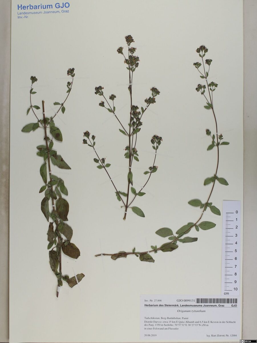 Origanum tyttanthum