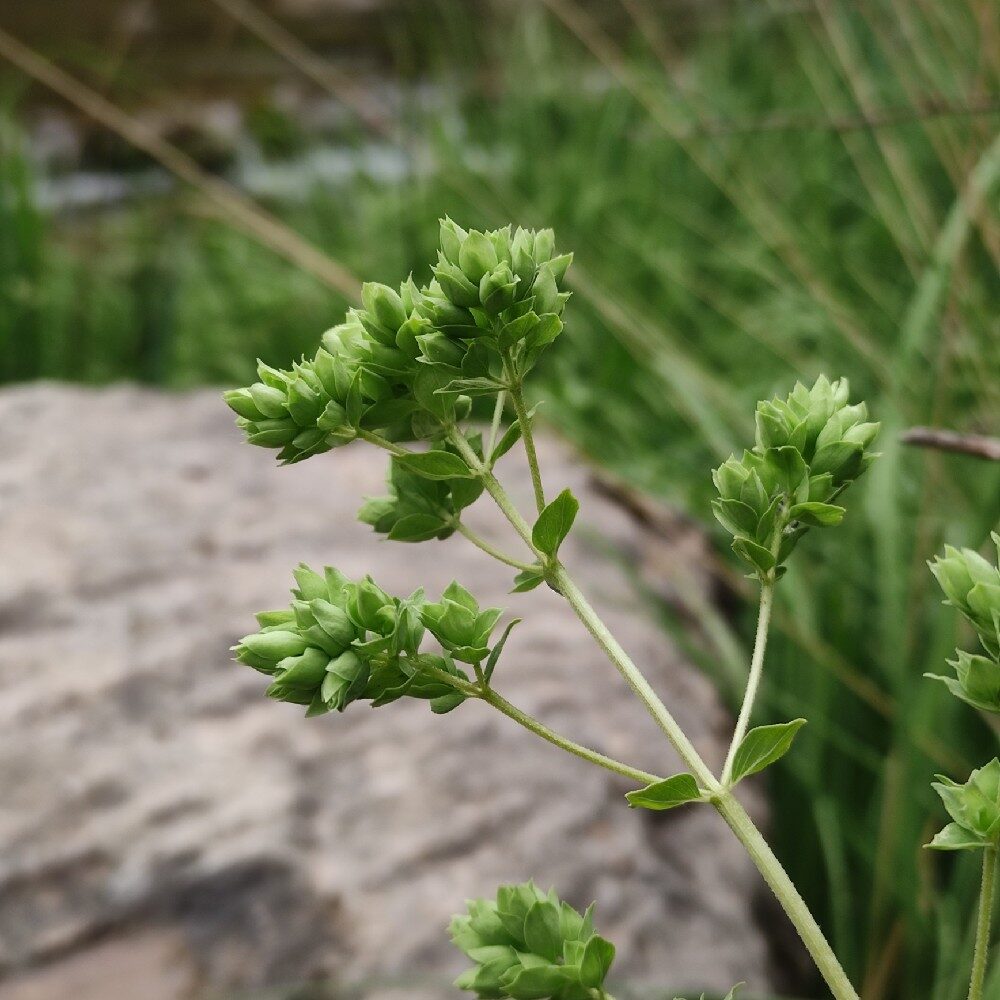 Origanum virens — photo