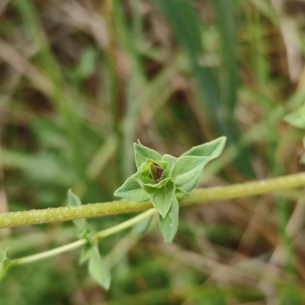 Origanum virens — photo