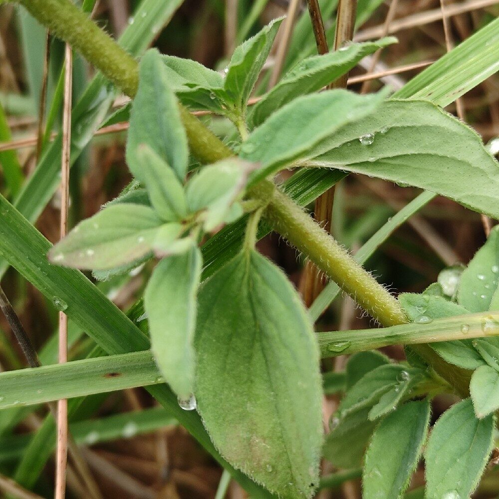 Origanum virens