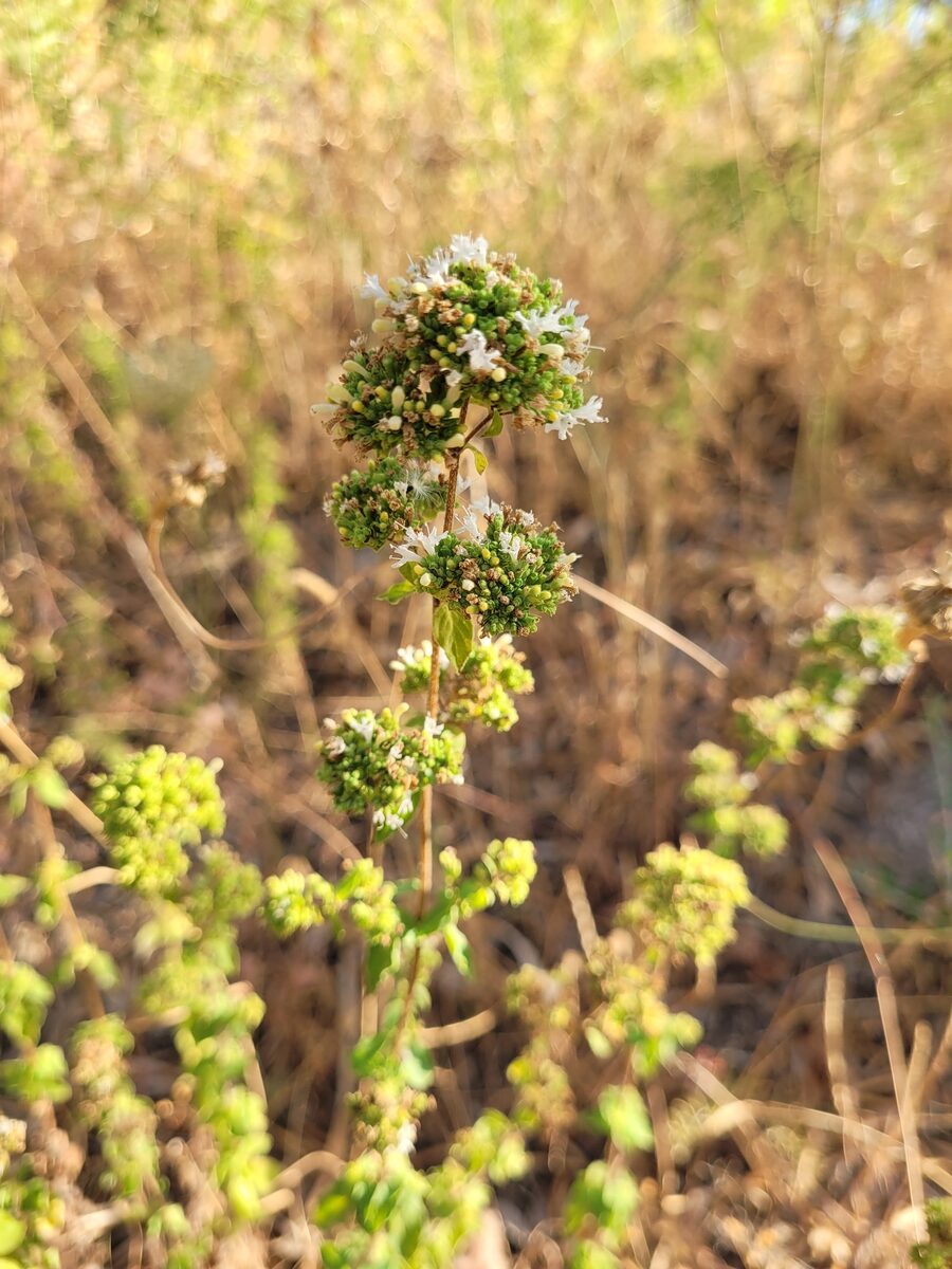 Origanum vulgare hirtum - (Link.)Iets. (Greek Oregano) — photo