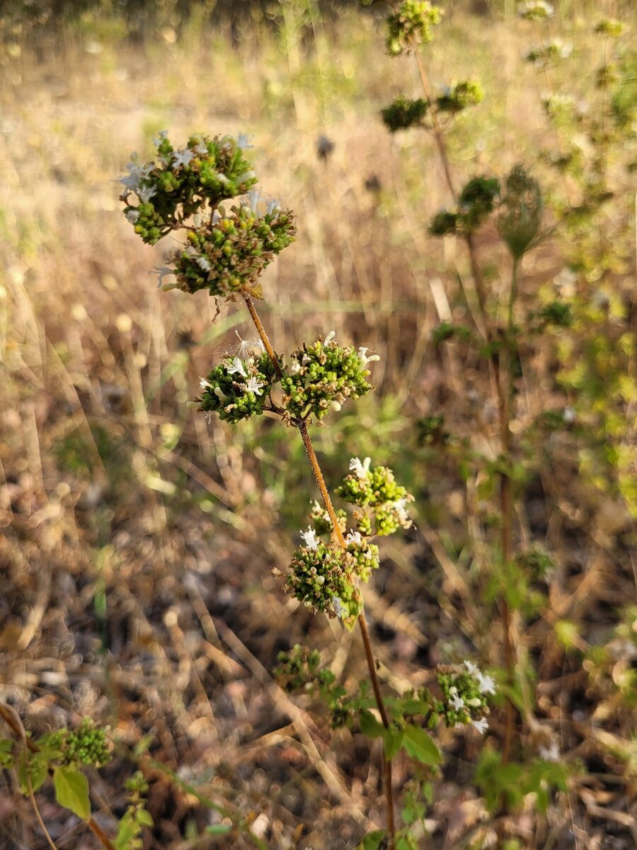 Origanum vulgare hirtum - (Link.)Iets. (Greek Oregano) — photo