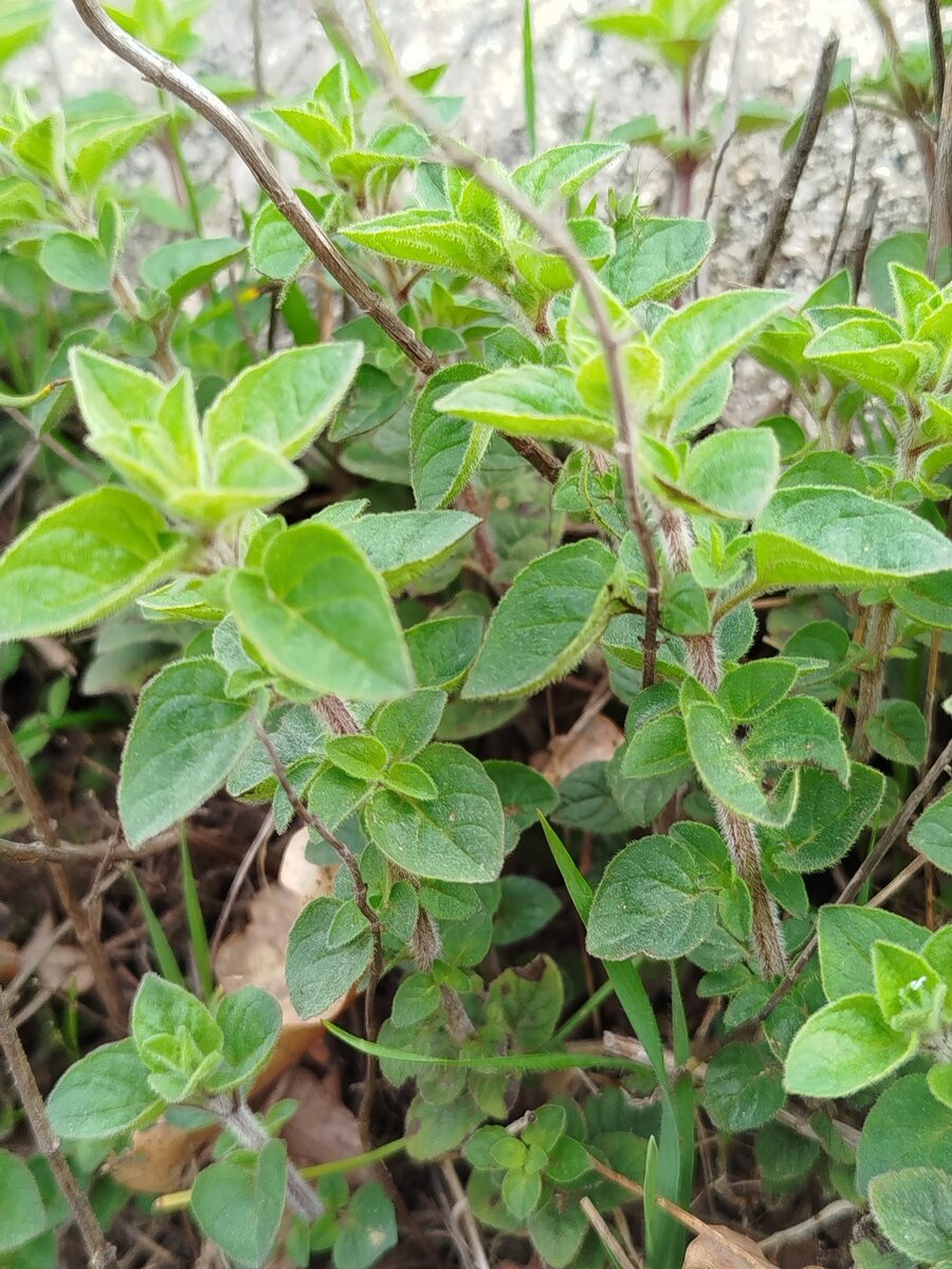 Origanum vulgare hirtum - (Link.)Iets.