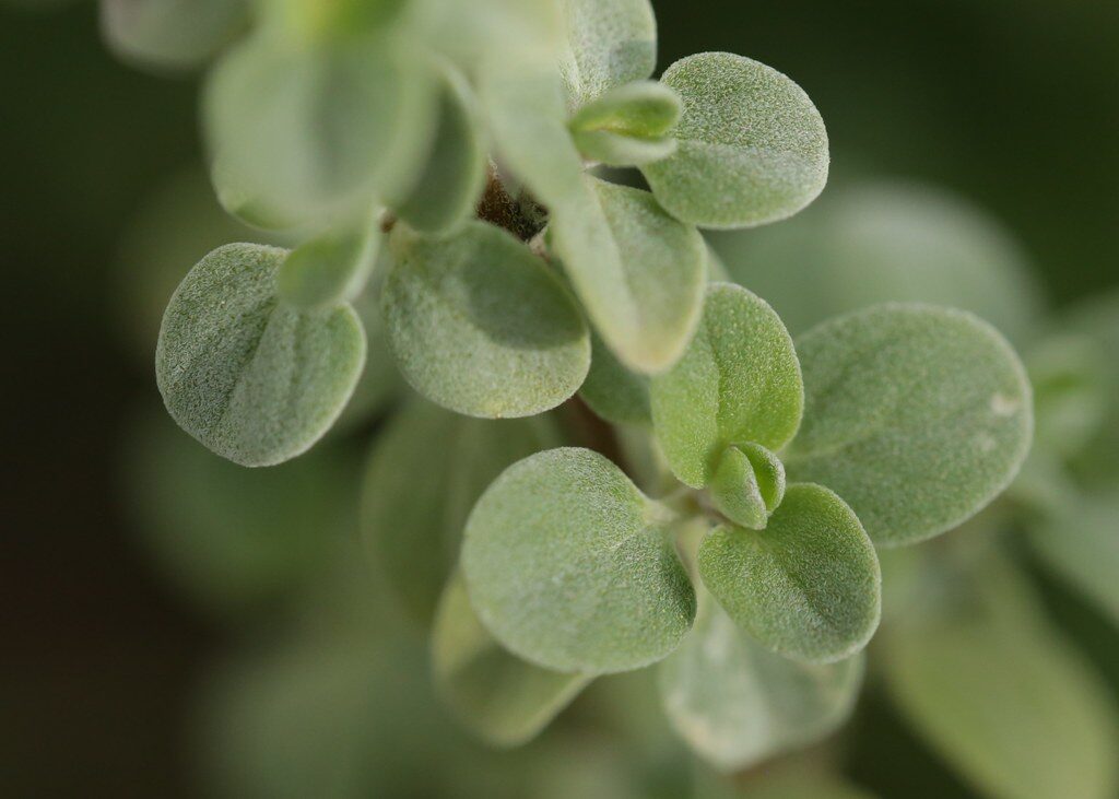 Origanum x majoricum