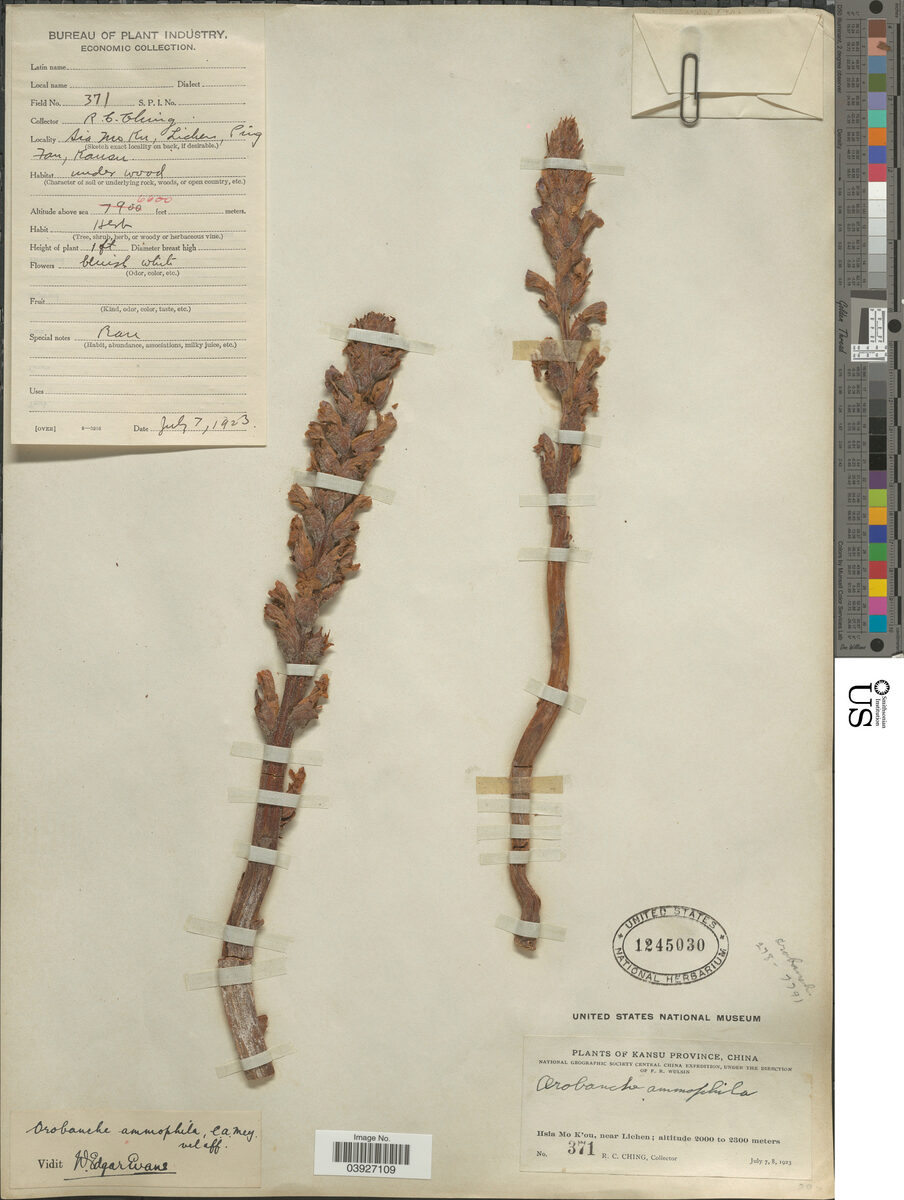Orobanche ammophyla (Lie Dang) — photo