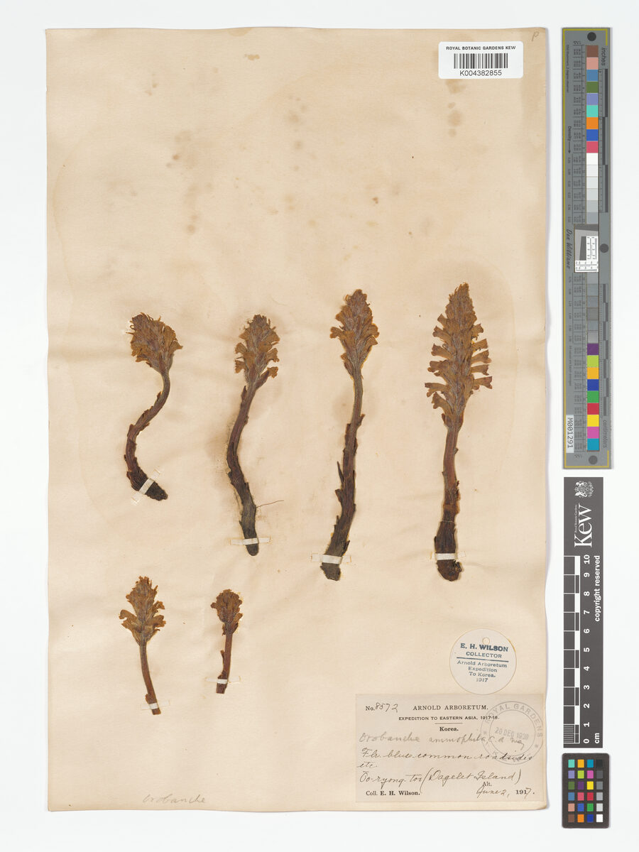 Orobanche ammophyla (Lie Dang) — photo