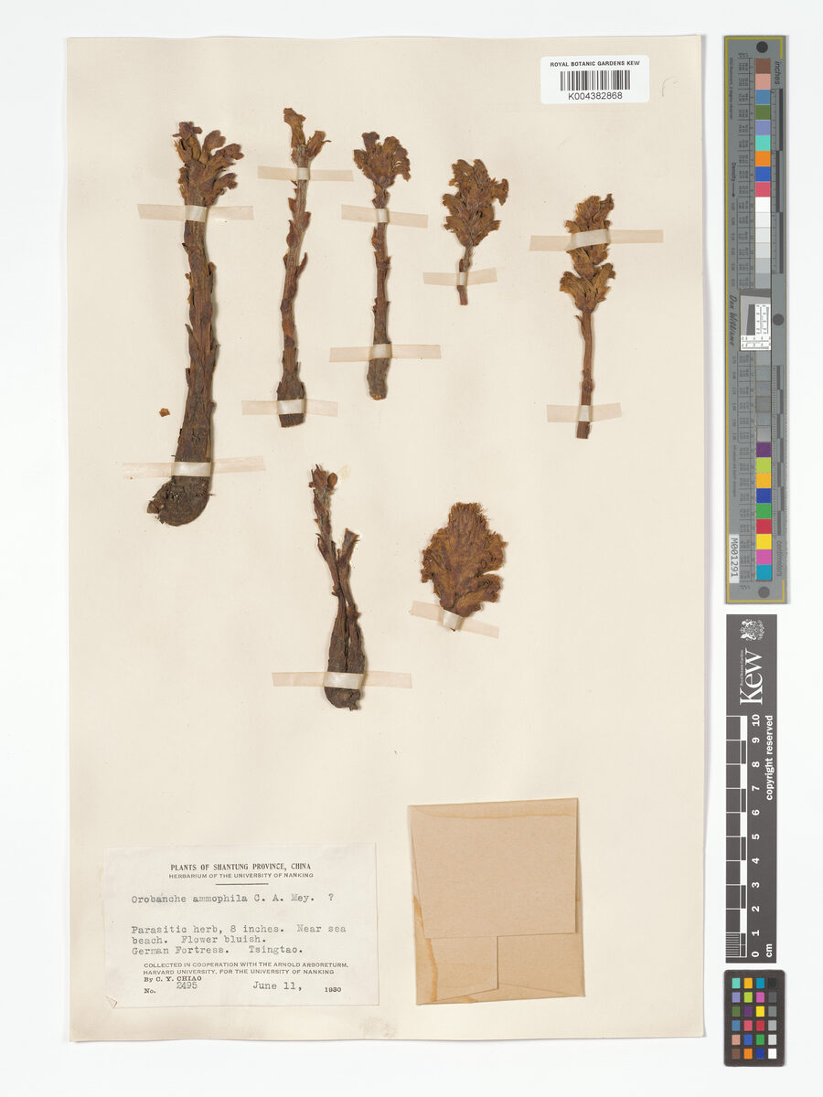 Orobanche ammophyla