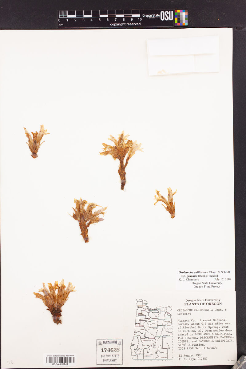 Orobanche californica subsp. grayana (Gray's broomrape) — photo