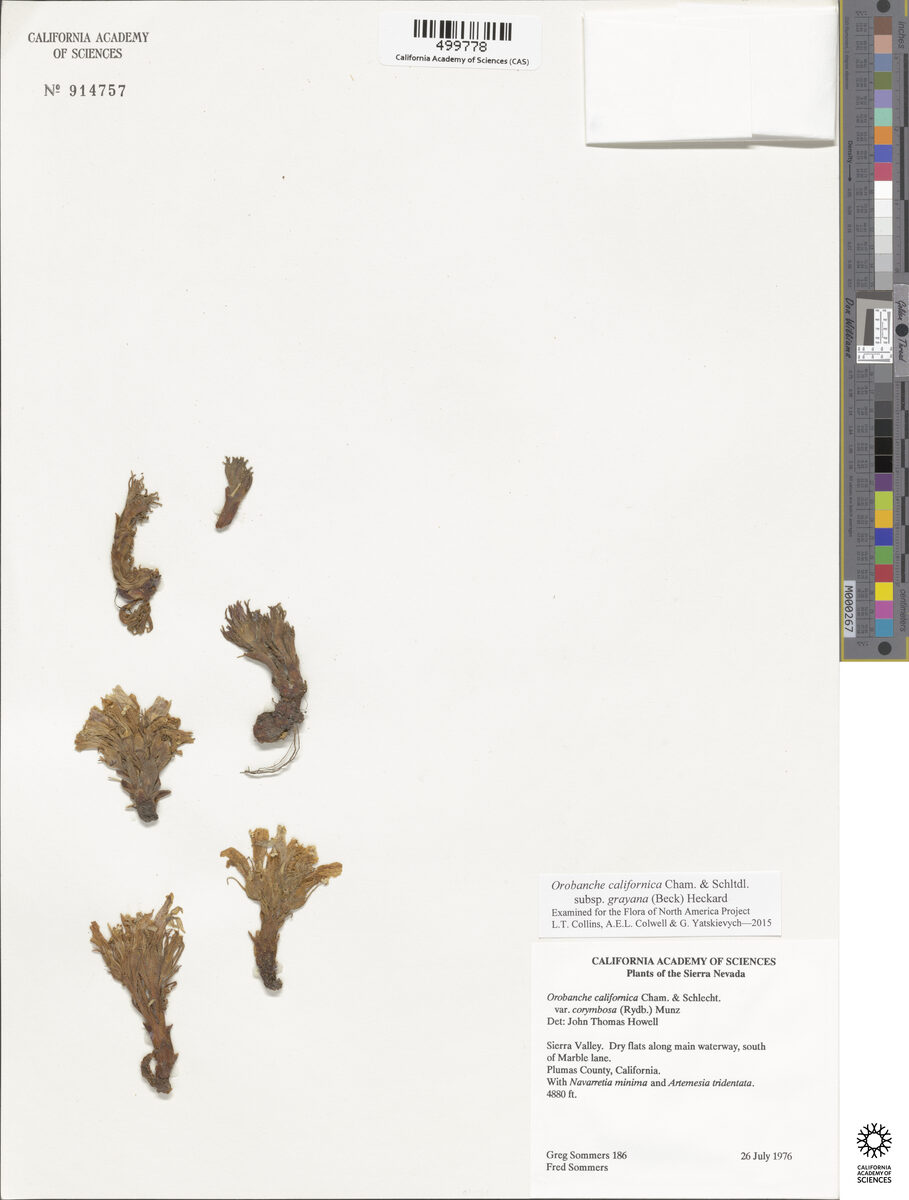 Orobanche californica subsp. grayana (Gray's broomrape) — photo