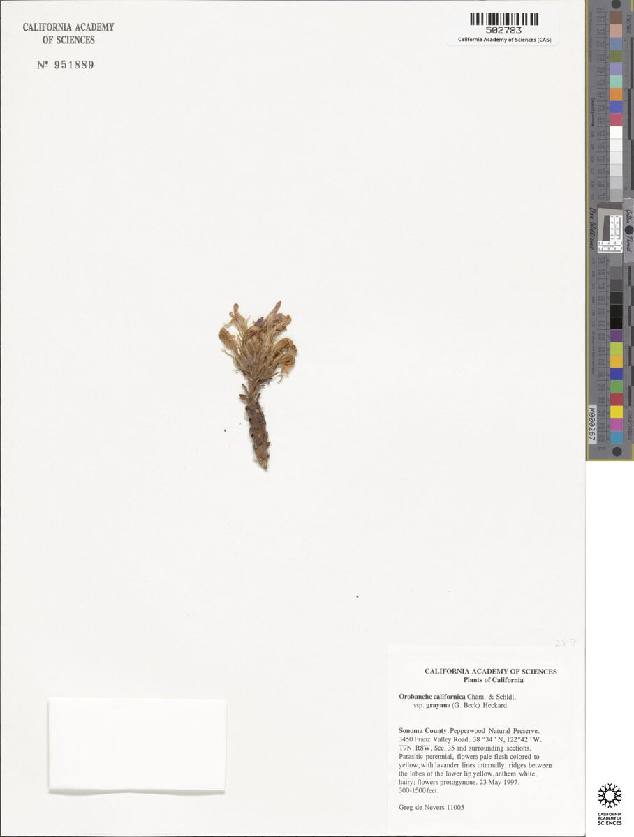 Orobanche californica subsp. grayana