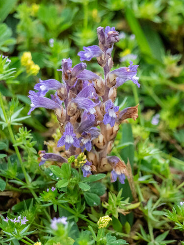 Orobanche cernua (Nodding Broomrape) — photo